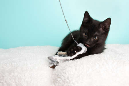 Cute Young Black and White Cat Kitten Rescue Wearing White and Yellow Bow Tie Lying Down with Tongue out Playing with String Toy on Blue Backgroundの写真素材