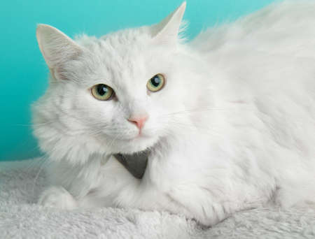 white cat lying down on a white blanket close up with blue backgroundの写真素材
