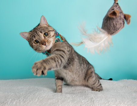 Cute Young Tabby Cat Wearing Blue Orange Bow Tie Costume Portrait Sitting Looking at Mouse Toy Paw Action Blue and White Backgroundの写真素材