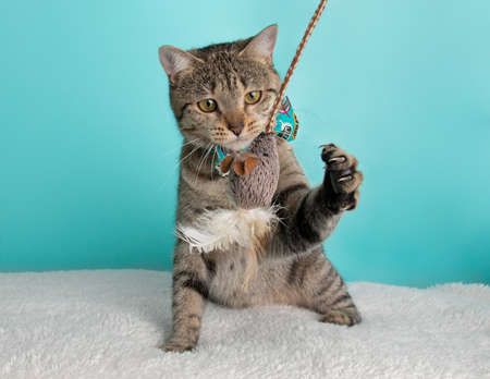 Cute Young Tabby Cat Wearing Blue Orange Bow Tie Costume Portrait Sitting Looking Playing Mouse Toy...