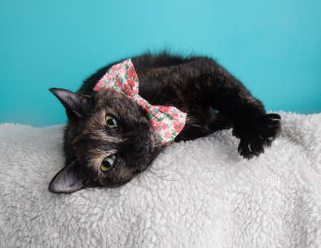 Tortoiseshell Cat Portrait Bow Tieの写真素材