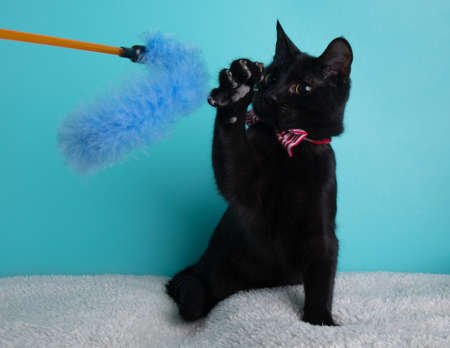 Black cat wearing red and white striped bow tie portrait playing with a toy on blue backgroundの写真素材
