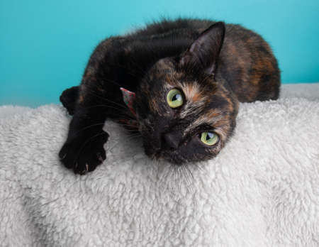 Tortoiseshell Cat Portrait Bow Tieの写真素材