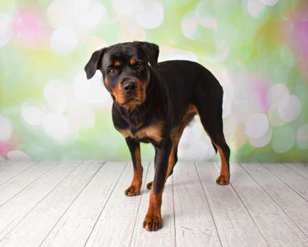 Rottweiler Portrait In Studio Standingの写真素材