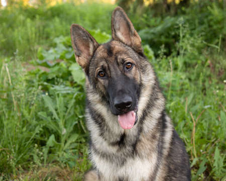 Sable German Shepherd Dog Portrait Outdoors Face