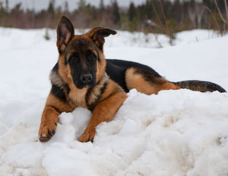 German shepherd lying down in white snow in winter with tree in the backgroundの写真素材