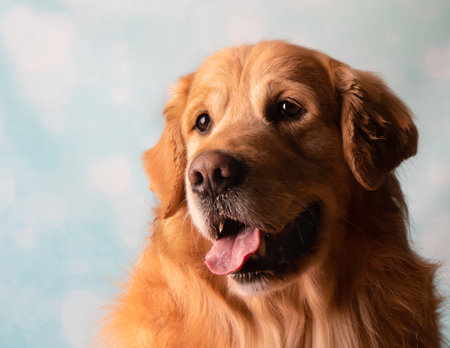 Golden Retriever side profile close up portraitの写真素材