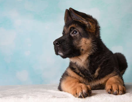 German Shepherd Puppy Blue Background Looking Upの写真素材