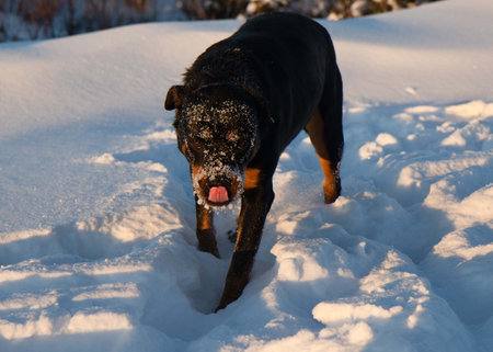 rottweiler walking the snow in winterの写真素材