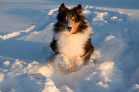 shetland sheepdog running in the snow in winterの写真素材