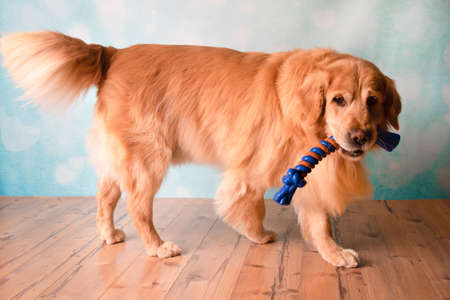 Golden Retriever playing with toy