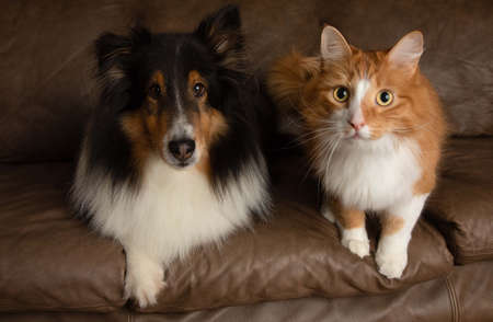 cat and dog shetland sheepdog pet together on couch