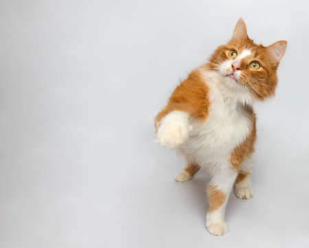 cute orange and white cat standing with paw upの写真素材