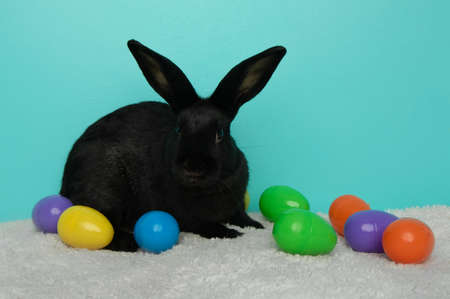 cute easter black bunny rabbit with eggs