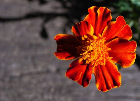 Close up of a bright and vibrant chrysanthemum flower from above with space for textの写真素材
