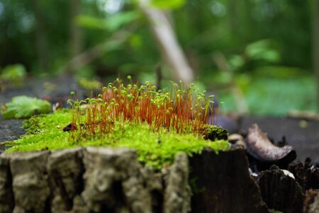 Moss and new growth on a tree stumpの写真素材
