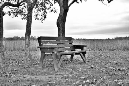 worn old bench next to a soybean fieldの写真素材