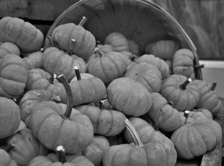 basket overflowing with small pumpkinsの写真素材