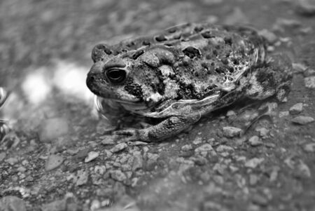 Close up view of a frog in the water