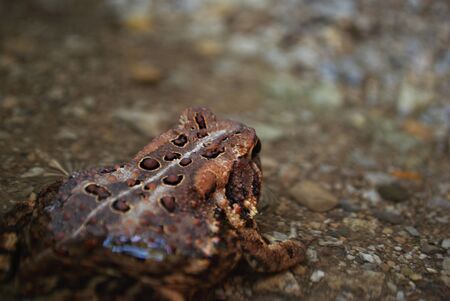 Close up view of a frog in the waterの写真素材