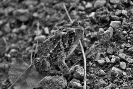 Close up view of a frog in the waterの写真素材