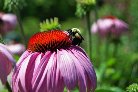 busy bumble bee pollinating a bright and vibrant flower
