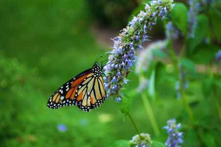 Monarch butterfly with a broken wing on a blue Veronica flower