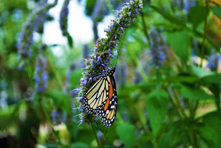 Monarch butterfly with a broken wing on a blue Veronica flowerの写真素材