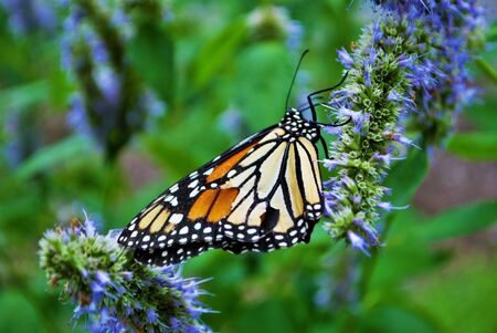 Monarch butterfly with a broken wing on a blue Veronica flower