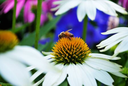 busy bumblebee on a flower