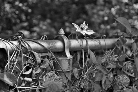 Black and white Clematis gypsy queen flower growing on a chain link fenceの写真素材