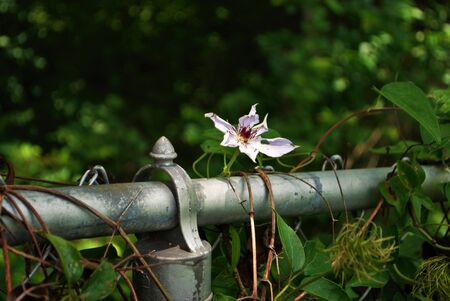 purple Clematis gypsy queen flower growing on a chain link fenceの写真素材