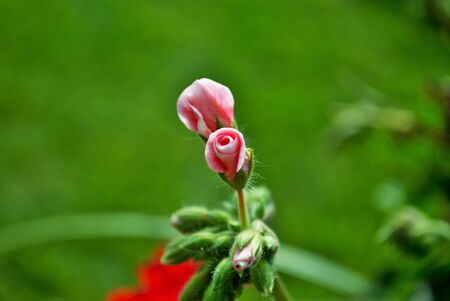 Close up of a budding pink geranium flower in a backyard gardenの写真素材