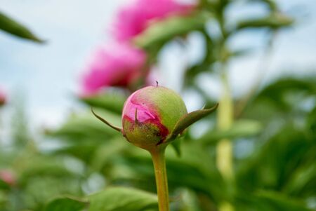 Close up of buds and flowers on a pink peony bush in the garden paeonia lactifloraの写真素材