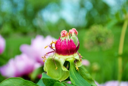 Close up of buds and flowers on a pink peony bush in the garden paeonia lactifloraの写真素材