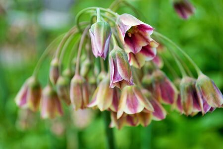 Close up of a cluster of small Mediterranean bells flowers in my garden nectaroscordum siculum...