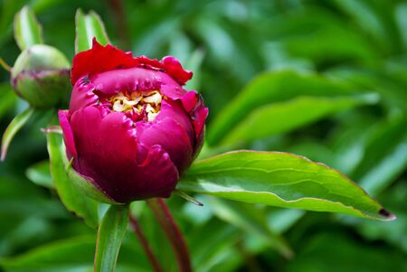 Close up of buds and flowers on a red peony bush in the garden paeonia lactifloraの写真素材