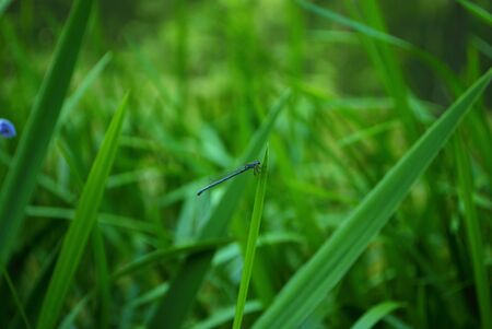 Dragonfly on a purple and yellow iris flower and bud in my garden
