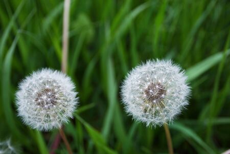 Close up of a dandelion growing in the field