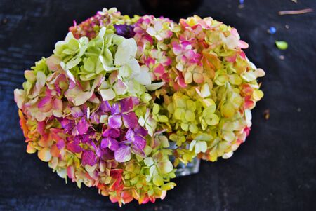 multi colored  hydrangea flower in a flower shop