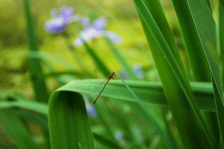 Dragonfly on a purple and yellow iris flower and bud in my garden