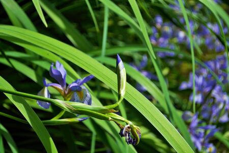 Close up of a purple and yellow iris flower and budの写真素材