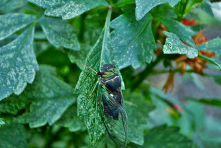 Close up of a green cicada insect bug on a plantの写真素材