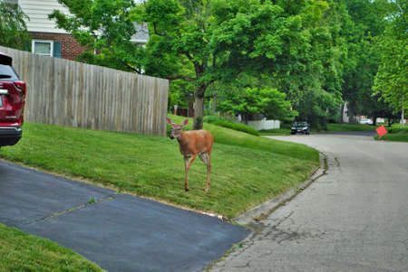 Doe deer walking through a residential neighborhoodの写真素材