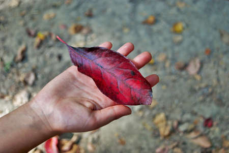 Close up of a colorful leaf in a childs handの写真素材