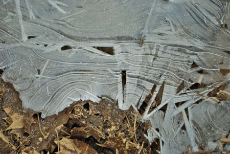 Winter scene of an ice covered forest close up detail