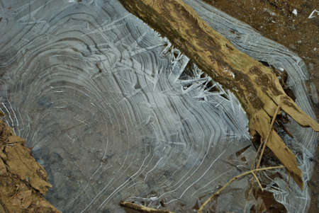 Winter scene of an ice covered forest close up detail
