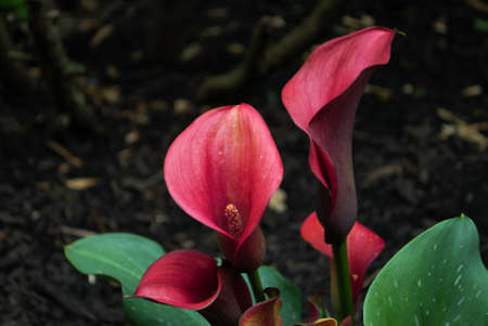Close up of a calla lily in the springの写真素材