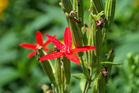 Small dotted leopard lily flower growing in springの写真素材