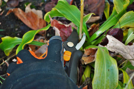 Gloved hand cutting shrubs using handheld pruning shears